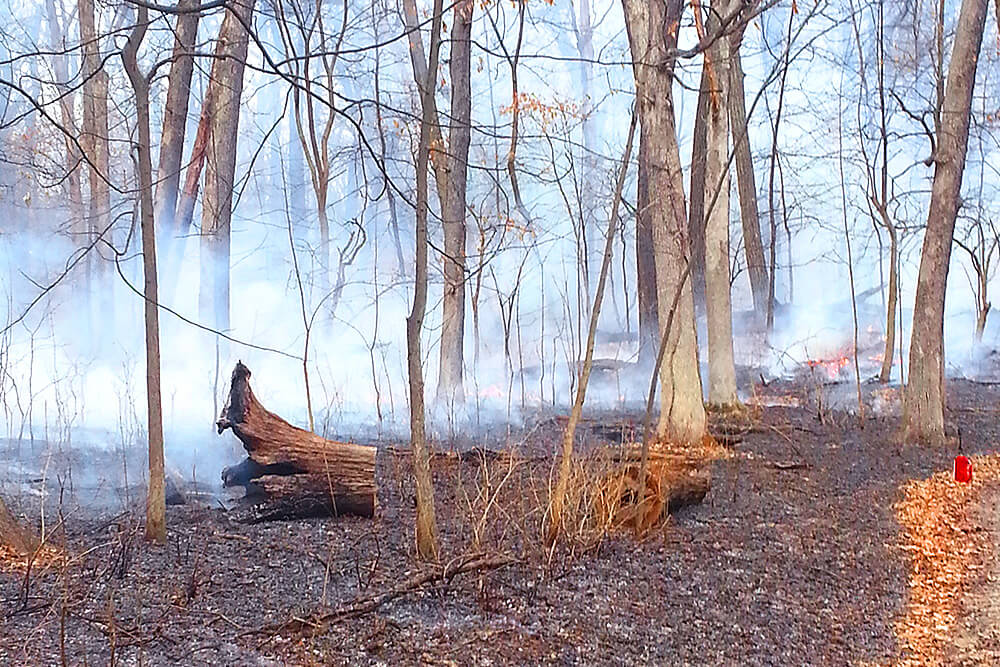 Ecological Restoration and Management Semper Fi Land Services